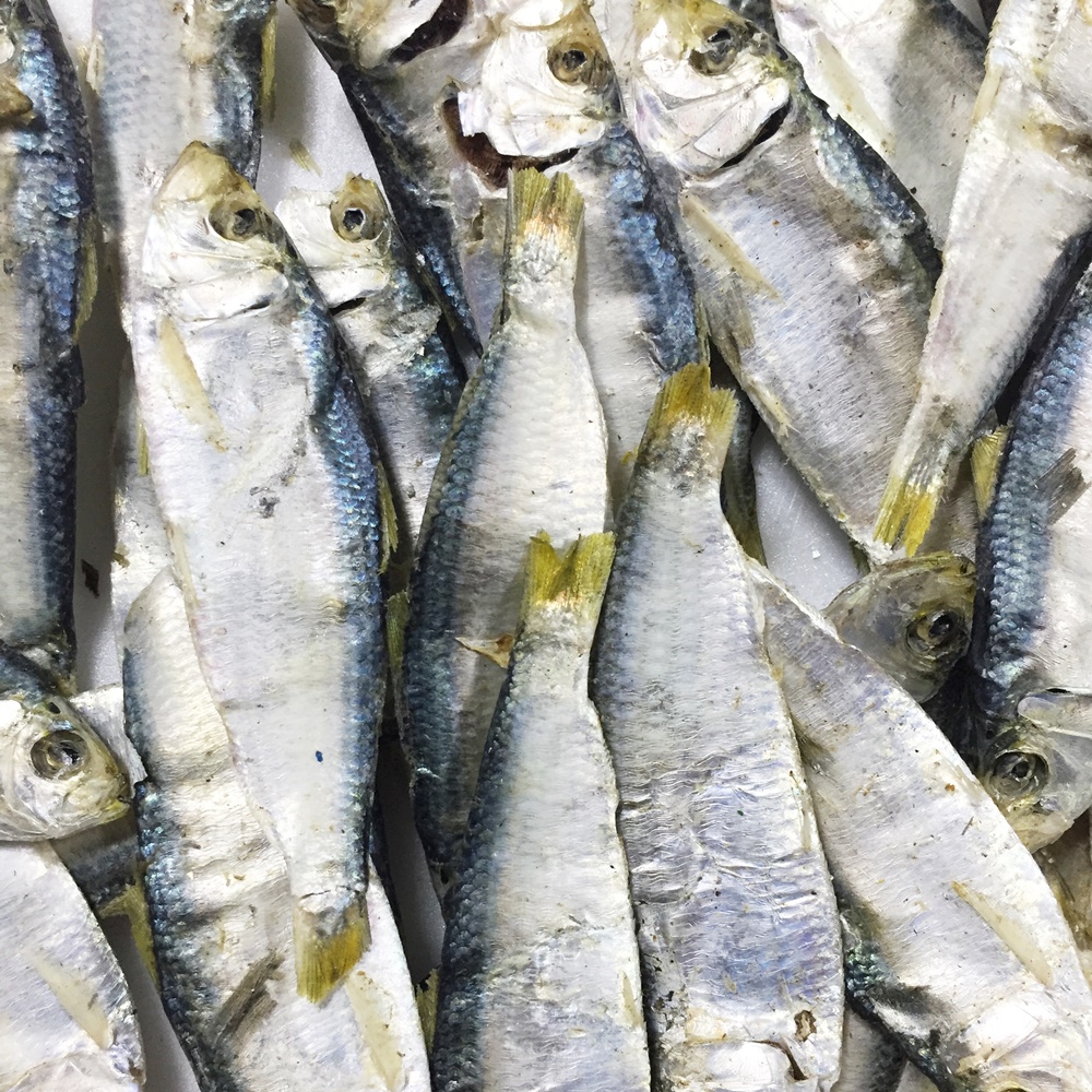 띠포리 / 남해안 삼천포 은빛멸치 국물용 띠포리(밴댕이) 1.5kg