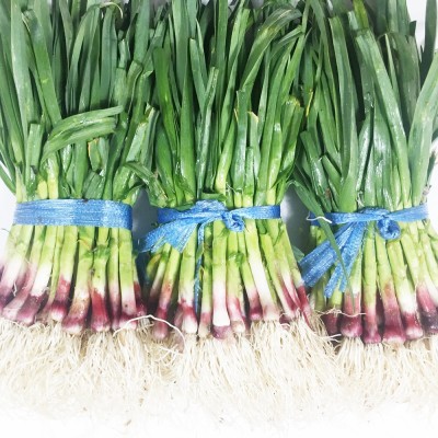 풋마늘 / 뿌리째 먹는 사천풋마늘 1kg 1단