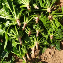 삼천포 대포항 시금치 1kg - 비옥한 선상지에서 해풍맞고 자란 싱싱한 시금치