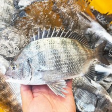 남해안 삼천포 자연산 감성돔 필렛 생선회 1kg (손질 후 약320g)