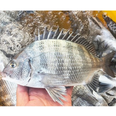 남해안 삼천포 자연산 감성돔 필렛 생선회 1kg (손질 후 약320g)