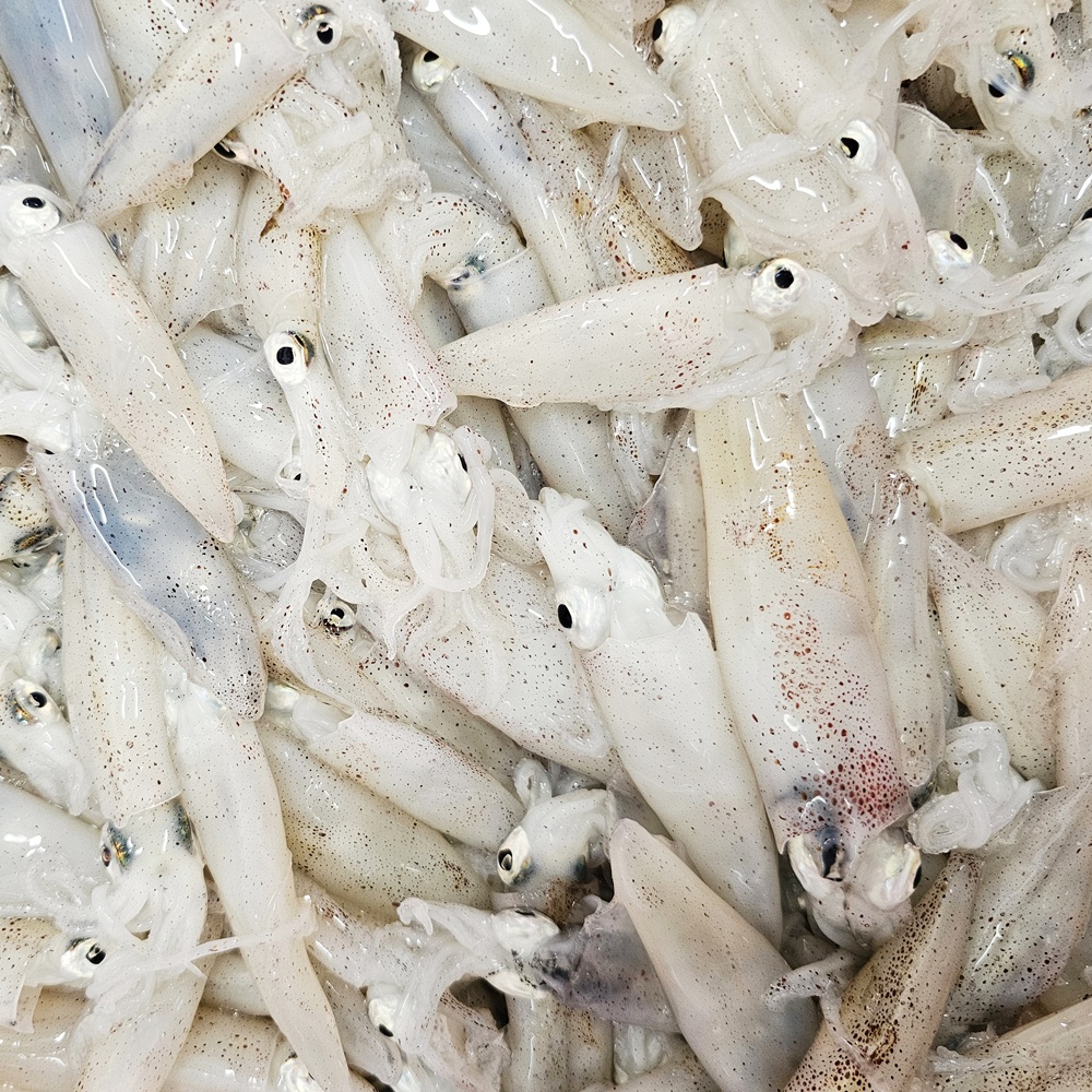 호래기 / 남해안 삼천포 신선 자연산 꼴뚜기 급냉 호래기 500g