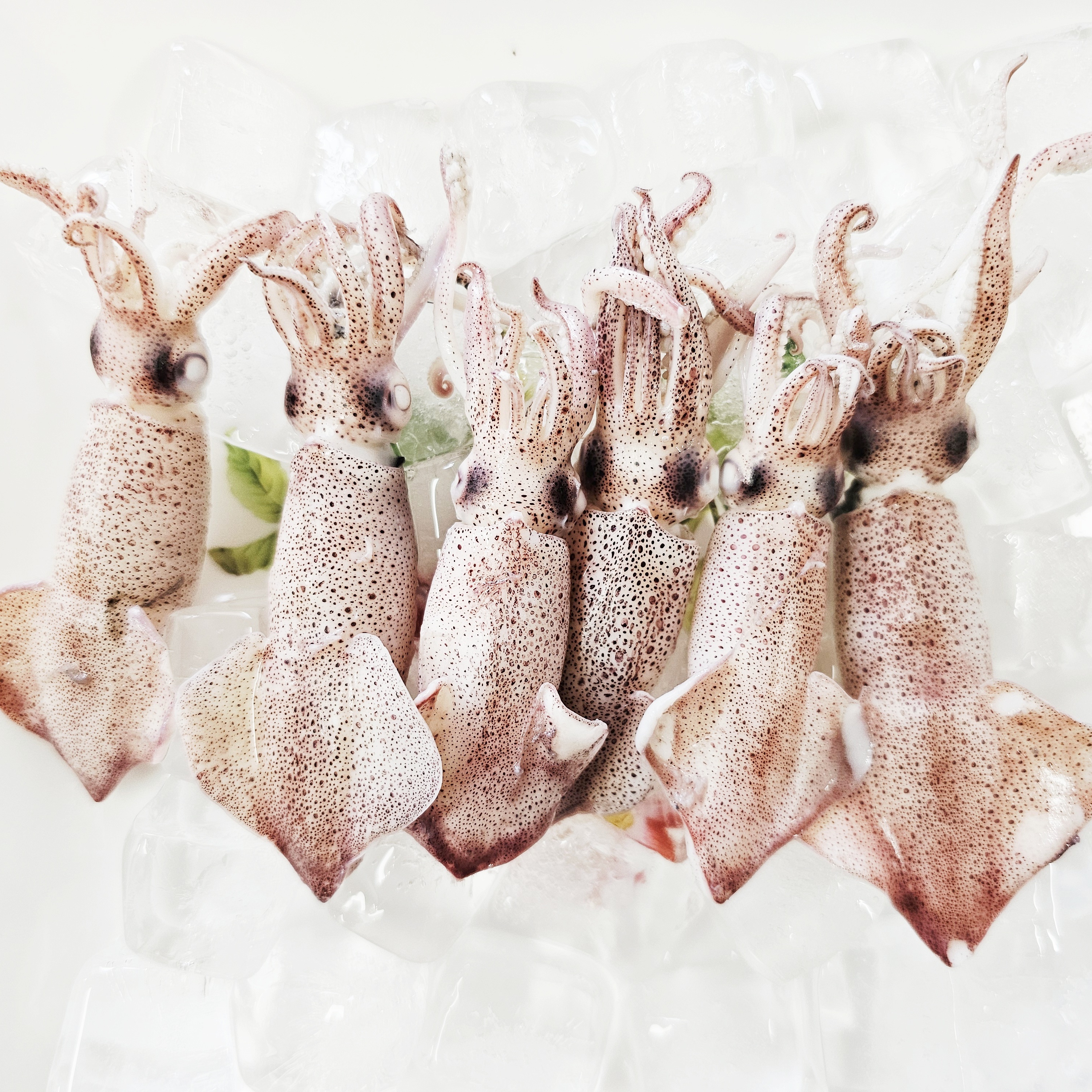 호래기 / 남해안 삼천포 신선 자연산 꼴뚜기 급냉 호래기 500g
